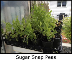 Sugar Snap Peas