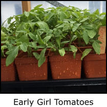 Early Girl Tomatoes